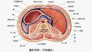 网膜囊是位于小网膜和胃后方的扁窄间隙,又称小腹膜腔.