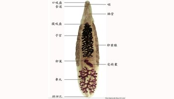 可引起人体异尖线虫病(anisakiasis)的种主要有5属:即异尖线虫属,海豹