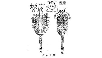 胸部由11个体节组成,各有一对叶状的胸肢.胸肢分成外叶,内叶,扇叶