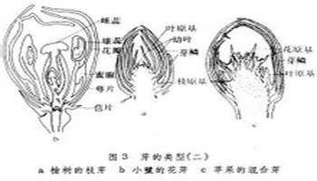 混合芽