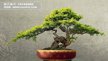 基本信息 学 名:sageretiatheezans 别 名:对节刺,雀梅藤 科 名:鼠李