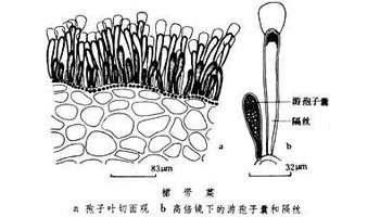 孢子体黄褐色,幼期卵形或长叶形,单条,在生长过程中不断羽状分裂成数