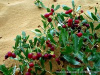 白刺（海葚子）