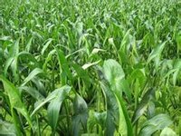 苏家屯自然村慈菇种植