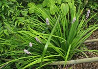 山麦冬