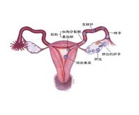 女性排卵结构示意
