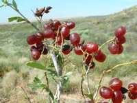 白刺（海葚子）