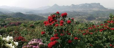 百里杜鹃风景名胜区