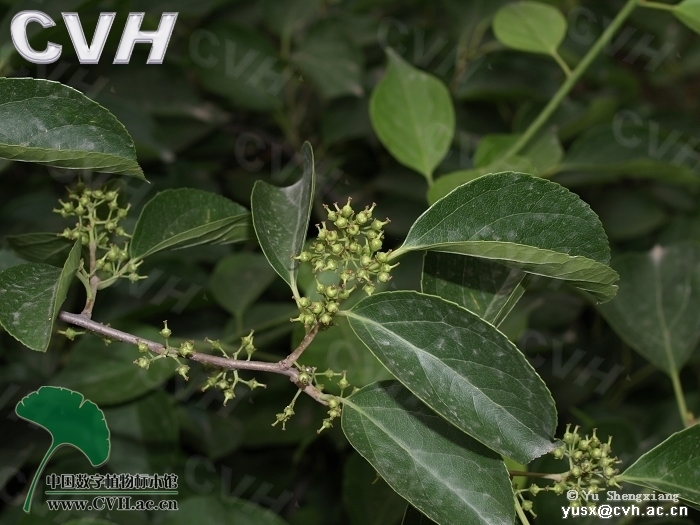 据统计,至今为止,中国植物命名作者多达五千余人,其中命名两个及两个以上名称的有近3500人。本数据库就是基于这3500人的资料建立的,每条记录包括作者全名及标准缩写、工作/出生/生卒年代、专长类群等。中国作者(共919条目)还附有中文名及工作单位。本数据库依据国内外多种书刊资料编辑而成,其中人名拼写标准主要依据Brummitt&Powell1992,AuthorsofPlantNames。类群代码为:A:藻类;B:苔藓;C:孢子植物;F:化石植物;M:真菌和地衣;P:蕨类;S:种子植物。目前数据库