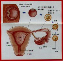 受精地点:输卵管壶腹部.