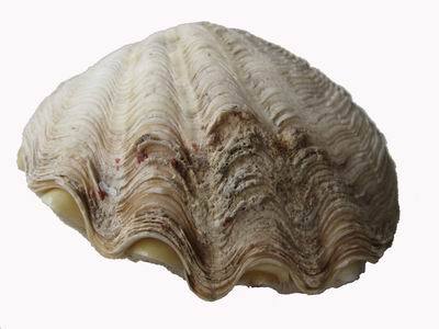 番红砗磲_360百科