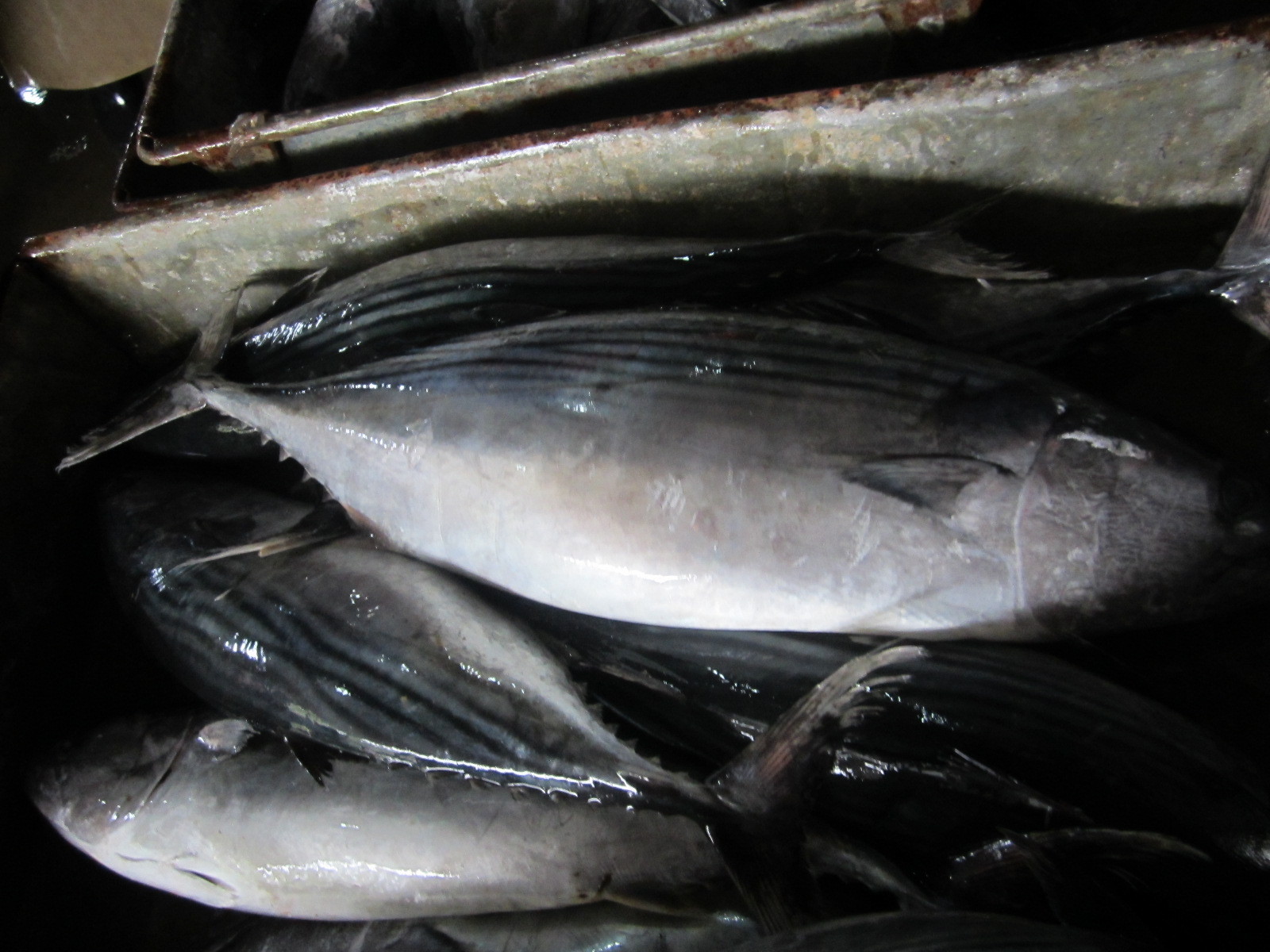 鱼鳞片包包钩织图解