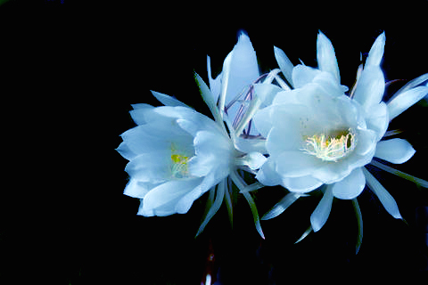 依据植物描写春的成语 - 江油信息网