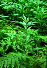 矮豚草
