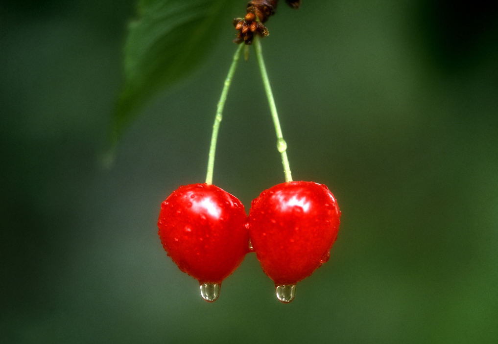 bt樱桃磁力搜索打不开了?-bt樱桃磁力搜索的网