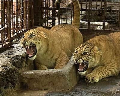 巴巴里雄狮来撸猫吧世界唯一虎狮虎兽宝宝满百天有四分之三的老虎血统