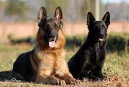 东德牧羊犬与西德牧羊犬有着共同的祖先,而他们的区别始于战后分裂的