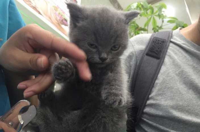 败什么什么甲的成语_成语故事图片(3)