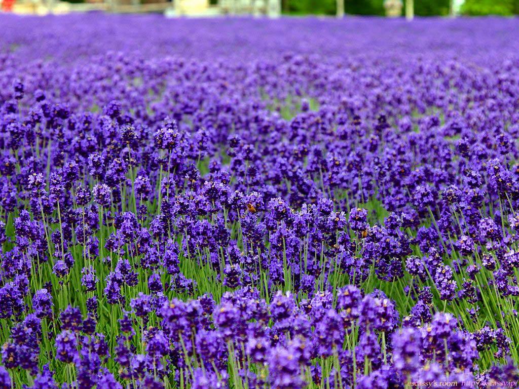 常见的紫色花有哪些 - 狐狸资源网-专主资源与福利收集分享的一个平台!