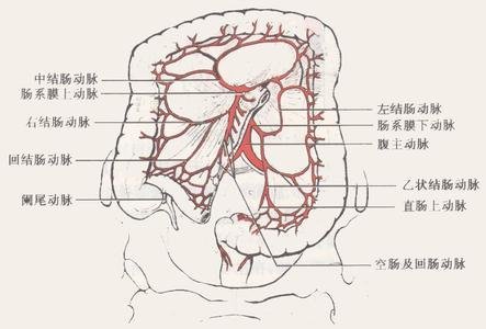 在脾靜脈和胰頭的後方下行,跨過胰腺鉤