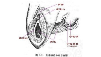 生殖器官,準確地說,是指在複雜生物體上任何與有性繁殖及組成生殖系統