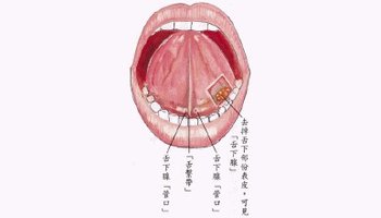 舌底结构图片
