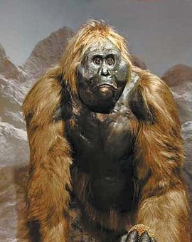 猿猴的祖先图片图片