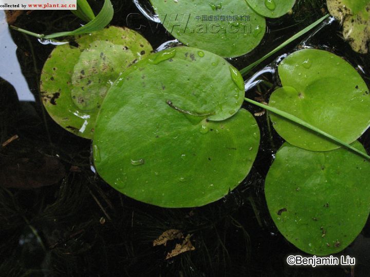 蕪萍 浮萍 綠萍 水鱉 水蔥