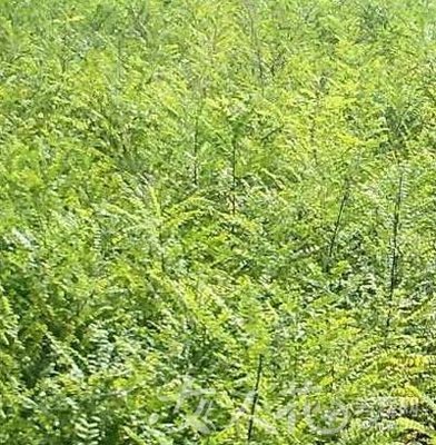 茵陈 绵茵陈灰白色统段