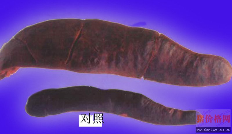 脾脏肿大_好搜百科
